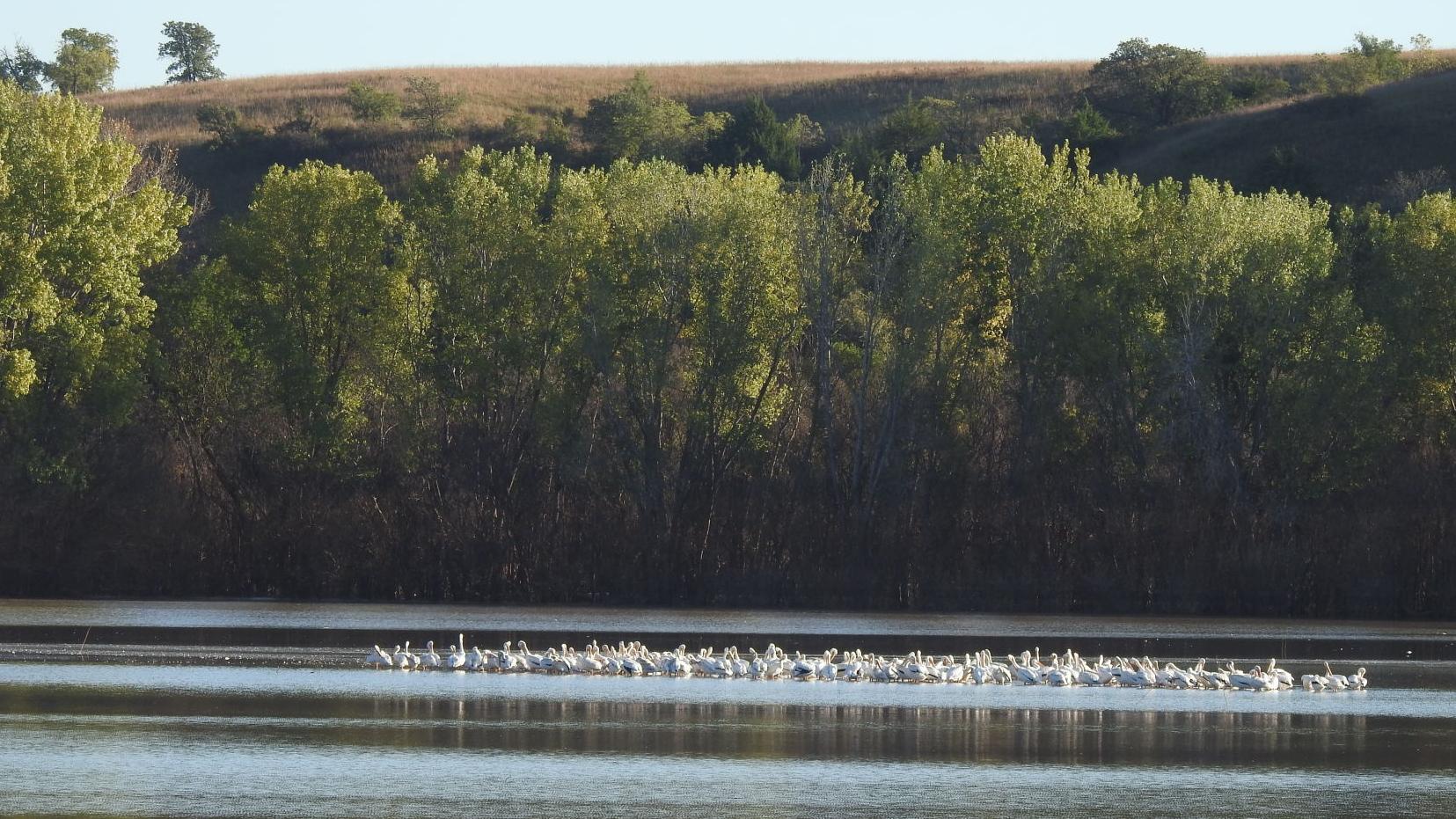Pelicans gather on Big Blue floodwaters